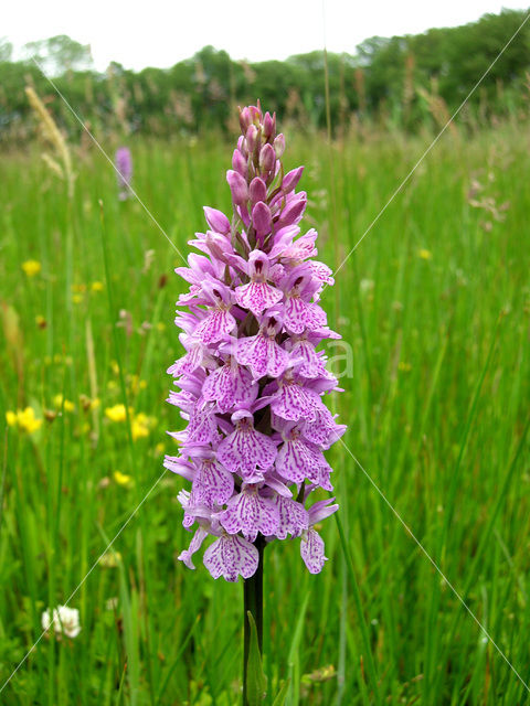 Spotted orchid (Dactylorhiza maculata)