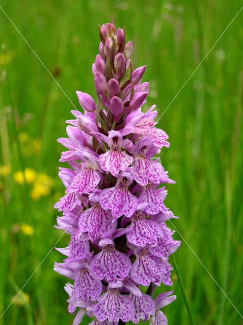 Gevlekte orchis (Dactylorhiza maculata)