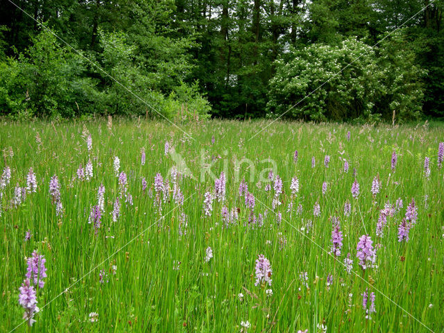 Gevlekte orchis (Dactylorhiza maculata)