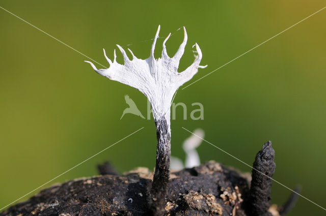 Geweizwam (Xylaria hypoxylon)