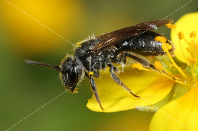 Gewone dwergzandbij (Andrena minutula)