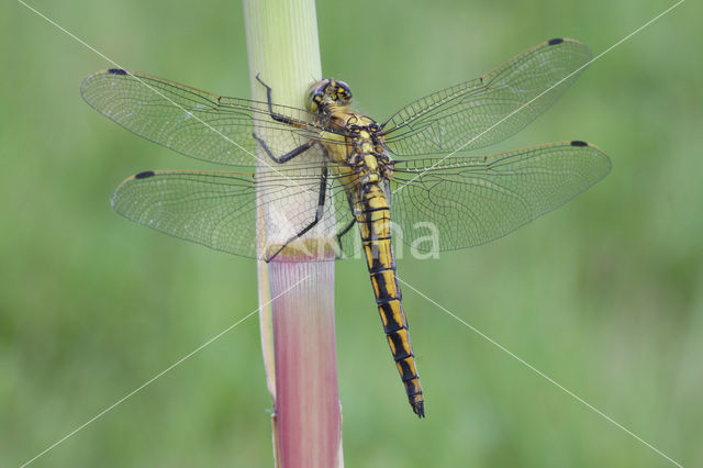 Black-tailed Skimmer (Orthetrum cancellatum)