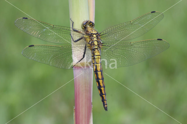Black-tailed Skimmer (Orthetrum cancellatum)