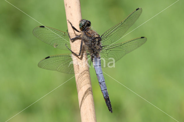 Gewone oeverlibel (Orthetrum cancellatum)