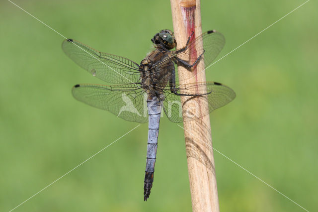 Black-tailed Skimmer (Orthetrum cancellatum)