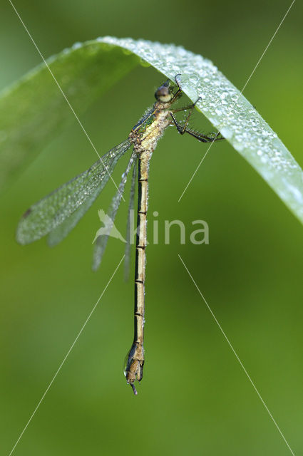 Gewone pantserjuffer (Lestes sponsa)