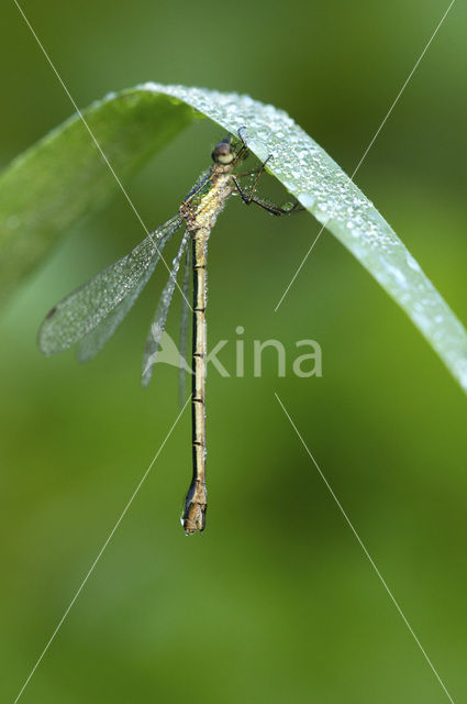 Gewone pantserjuffer (Lestes sponsa)