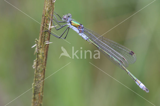 Gewone pantserjuffer (Lestes sponsa)