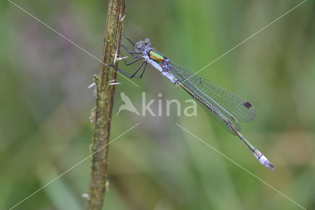 Gewone pantserjuffer (Lestes sponsa)