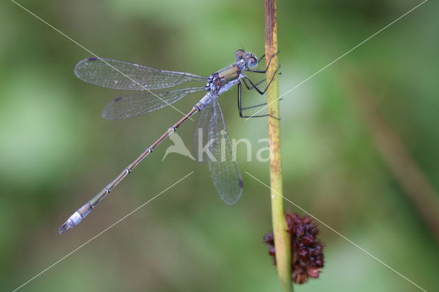 Gewone pantserjuffer (Lestes sponsa)