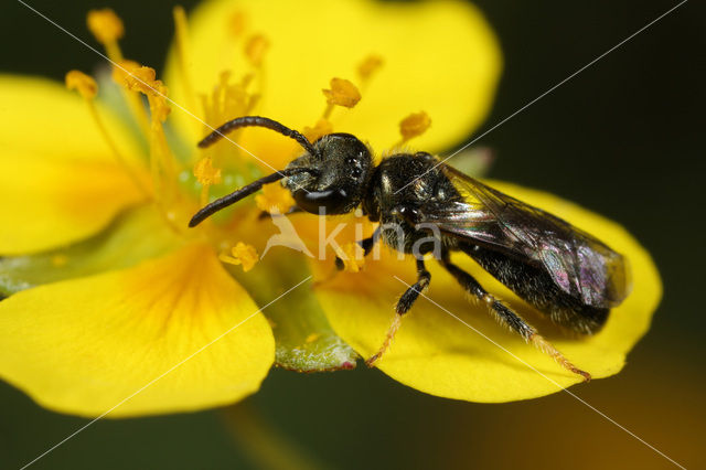 Gewone smaragdgroefbij (Lasioglossum leucopus)