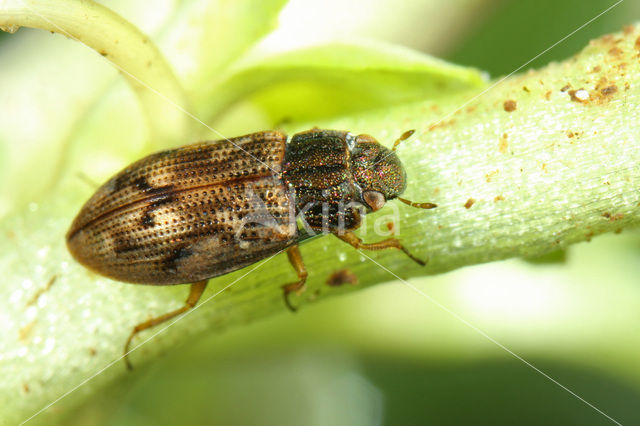 Gewone weerschijntreder (Helophorus brevipalpis)