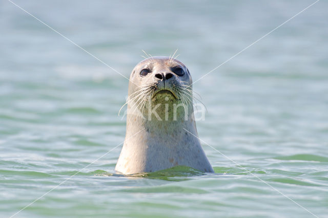 Gewone zeehond (Phoca vitulina)