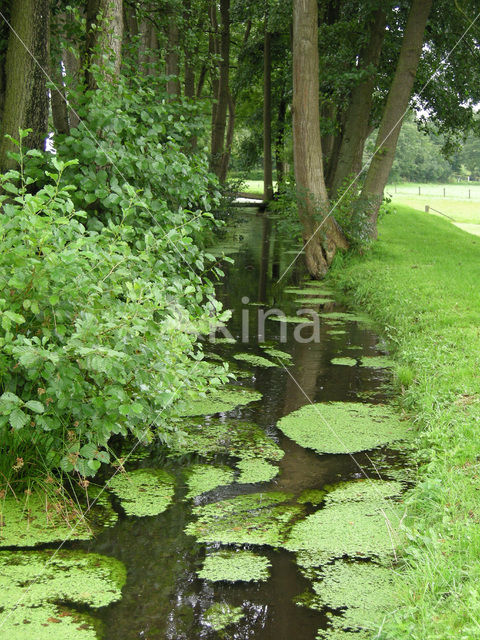 Various-leaved Waterstarwort (Callitriche platycarpa)