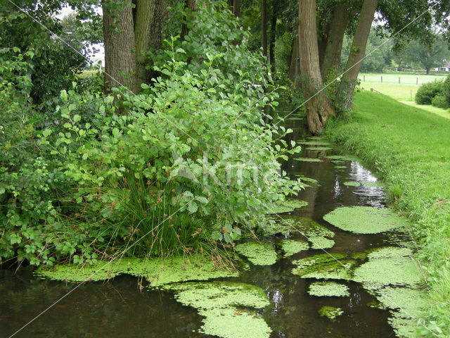 Various-leaved Waterstarwort (Callitriche platycarpa)