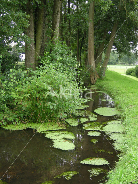 Various-leaved Waterstarwort (Callitriche platycarpa)