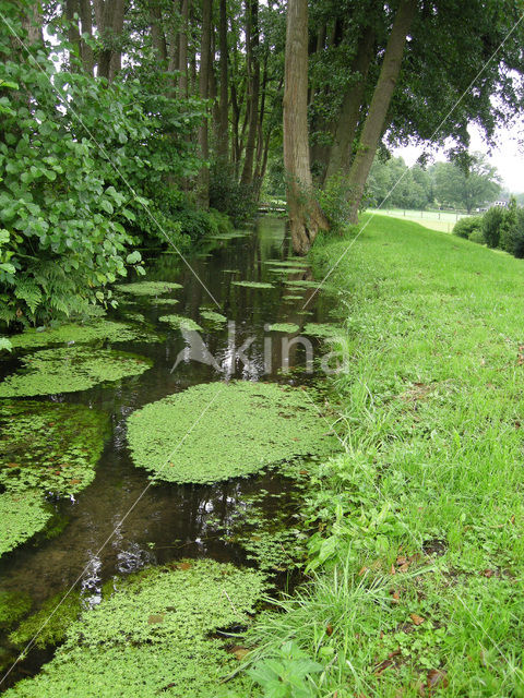 Various-leaved Waterstarwort (Callitriche platycarpa)