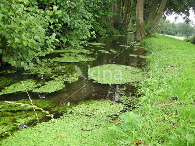 Various-leaved Waterstarwort (Callitriche platycarpa)