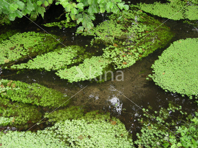 Various-leaved Waterstarwort (Callitriche platycarpa)