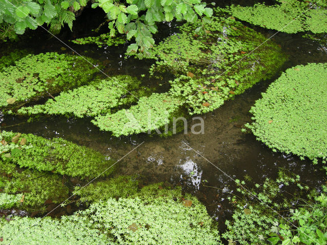 Gewoon sterrenkroos (Callitriche platycarpa)