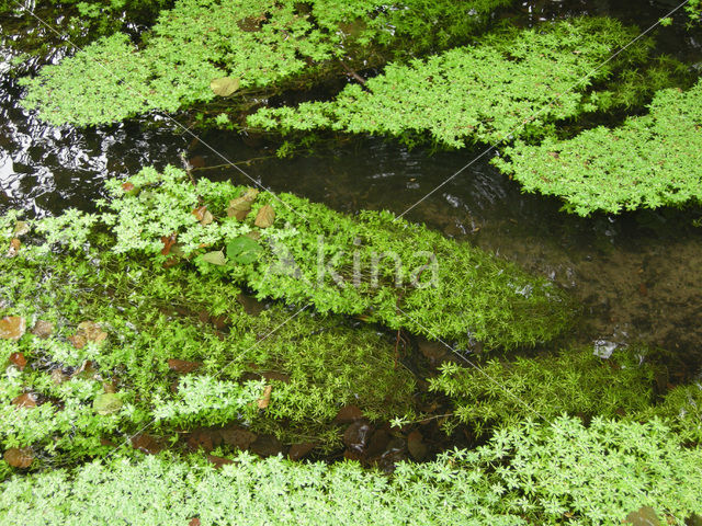 Various-leaved Waterstarwort (Callitriche platycarpa)