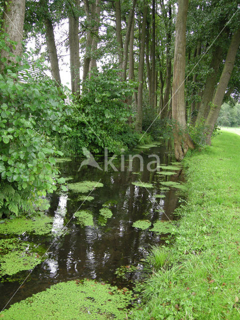 Various-leaved Waterstarwort (Callitriche platycarpa)