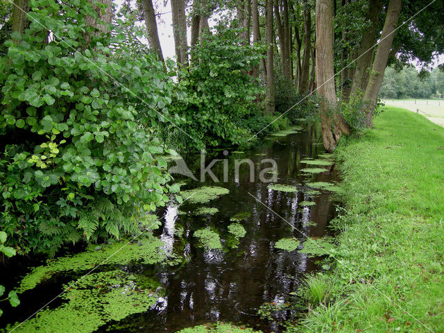 Various-leaved Waterstarwort (Callitriche platycarpa)