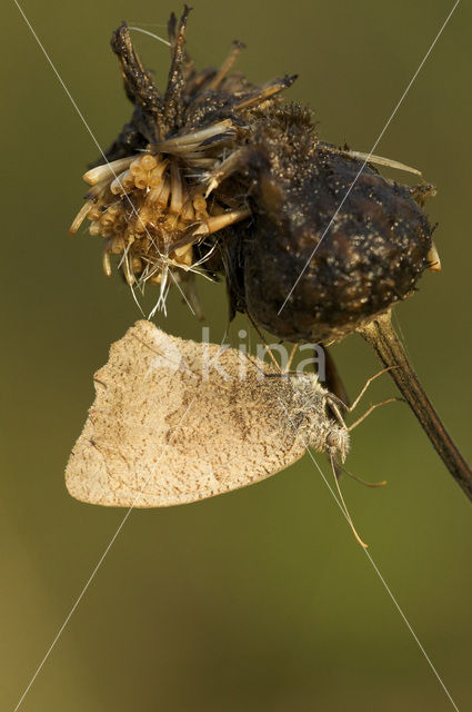 Grauw zandoogje (Hyponephele lycaon)