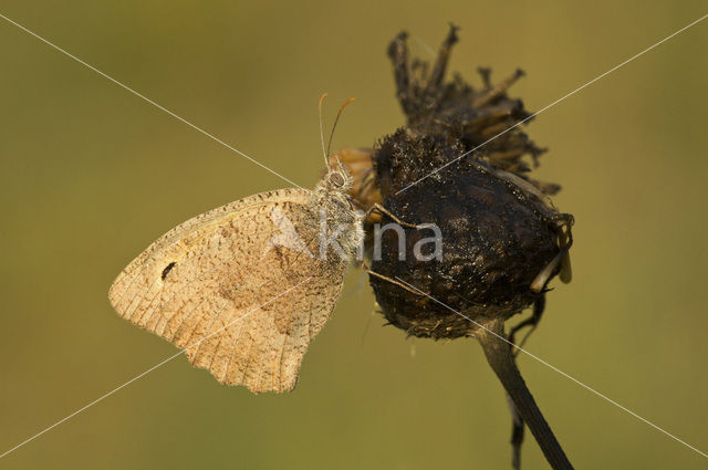 Grauw zandoogje (Hyponephele lycaon)