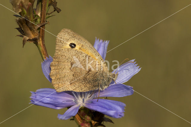 Grauw zandoogje (Hyponephele lycaon)