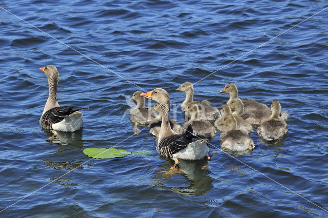 Grey Lag-Goose (Anser anser)