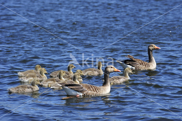 Grey Lag-Goose (Anser anser)