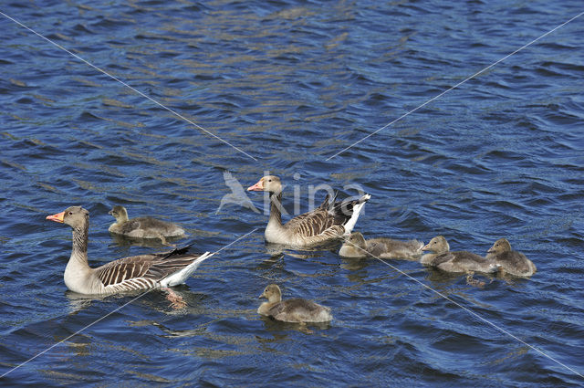 Grauwe Gans (Anser anser)