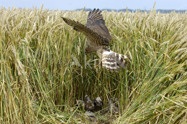 Montagu’s Harrier (Circus pygargus)