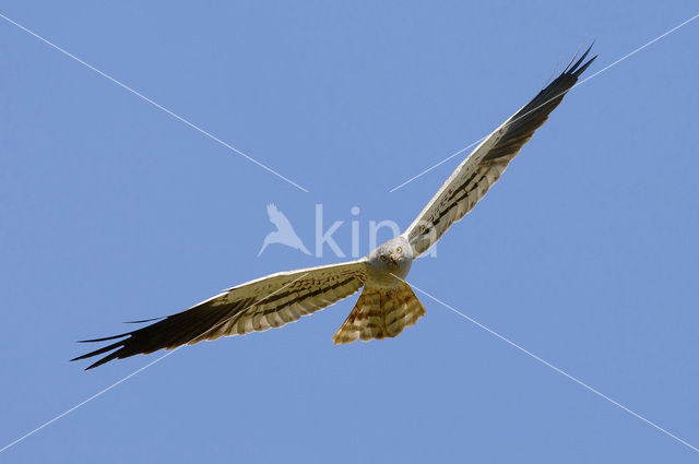 Montagu’s Harrier (Circus pygargus)