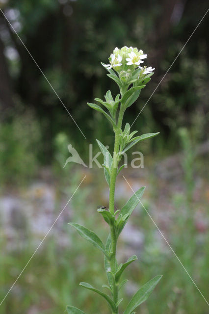 Hoary Alison (Berteroa incana)