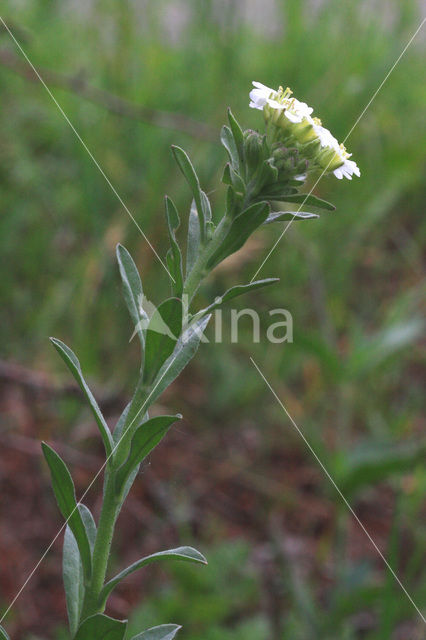 Hoary Alison (Berteroa incana)