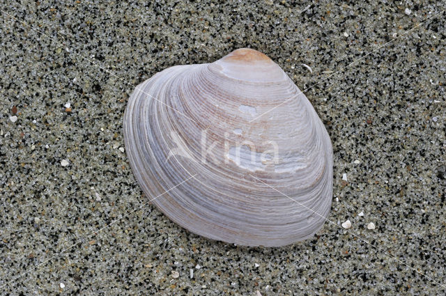 Grey Carpet-shell (Venerupis senescens)