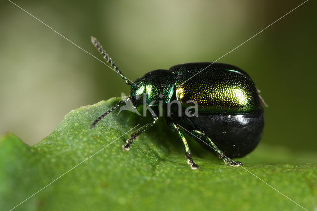 Green Dock Beetle (Gastrophysa viridula)