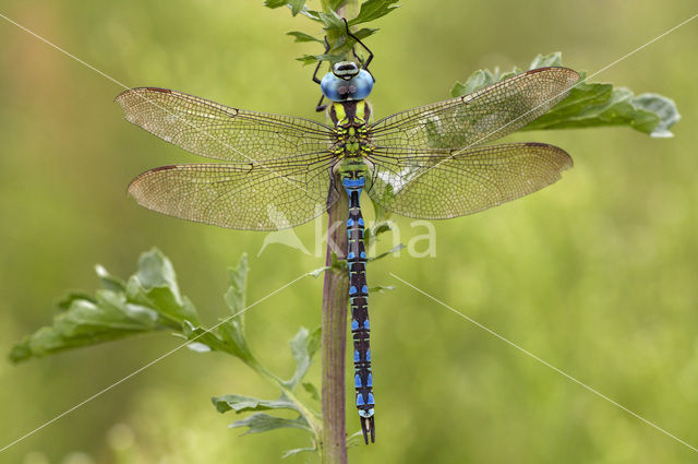 Groene glazenmaker (Aeshna viridis)
