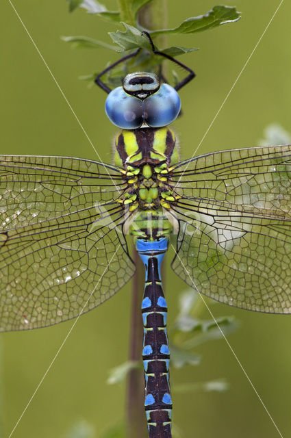 Groene glazenmaker (Aeshna viridis)