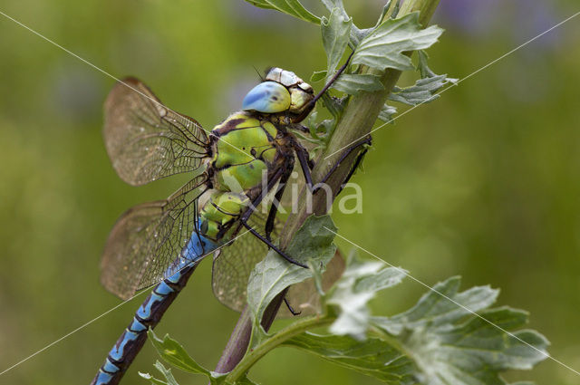 Green Hawker (Aeshna viridis)