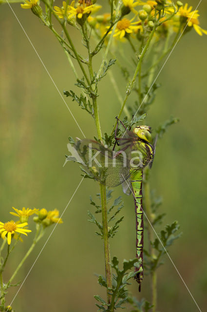 Green Hawker (Aeshna viridis)