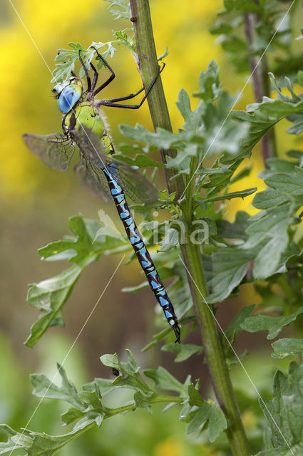 Green Hawker (Aeshna viridis)