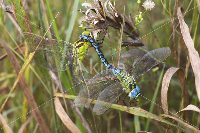 Green Hawker (Aeshna viridis)