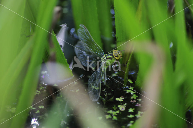 Groene glazenmaker (Aeshna viridis)