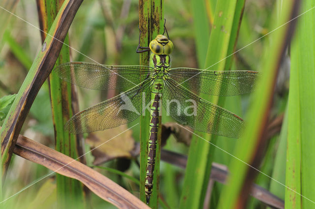 Groene glazenmaker (Aeshna viridis)