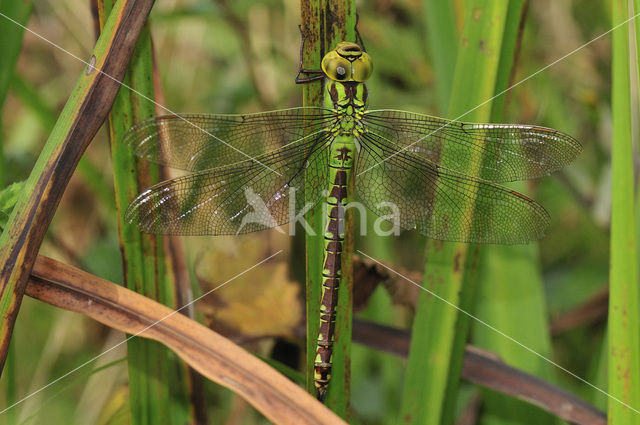 Groene glazenmaker (Aeshna viridis)