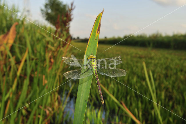 Groene glazenmaker (Aeshna viridis)