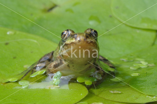 Groene kikker complex (Rana esculenta